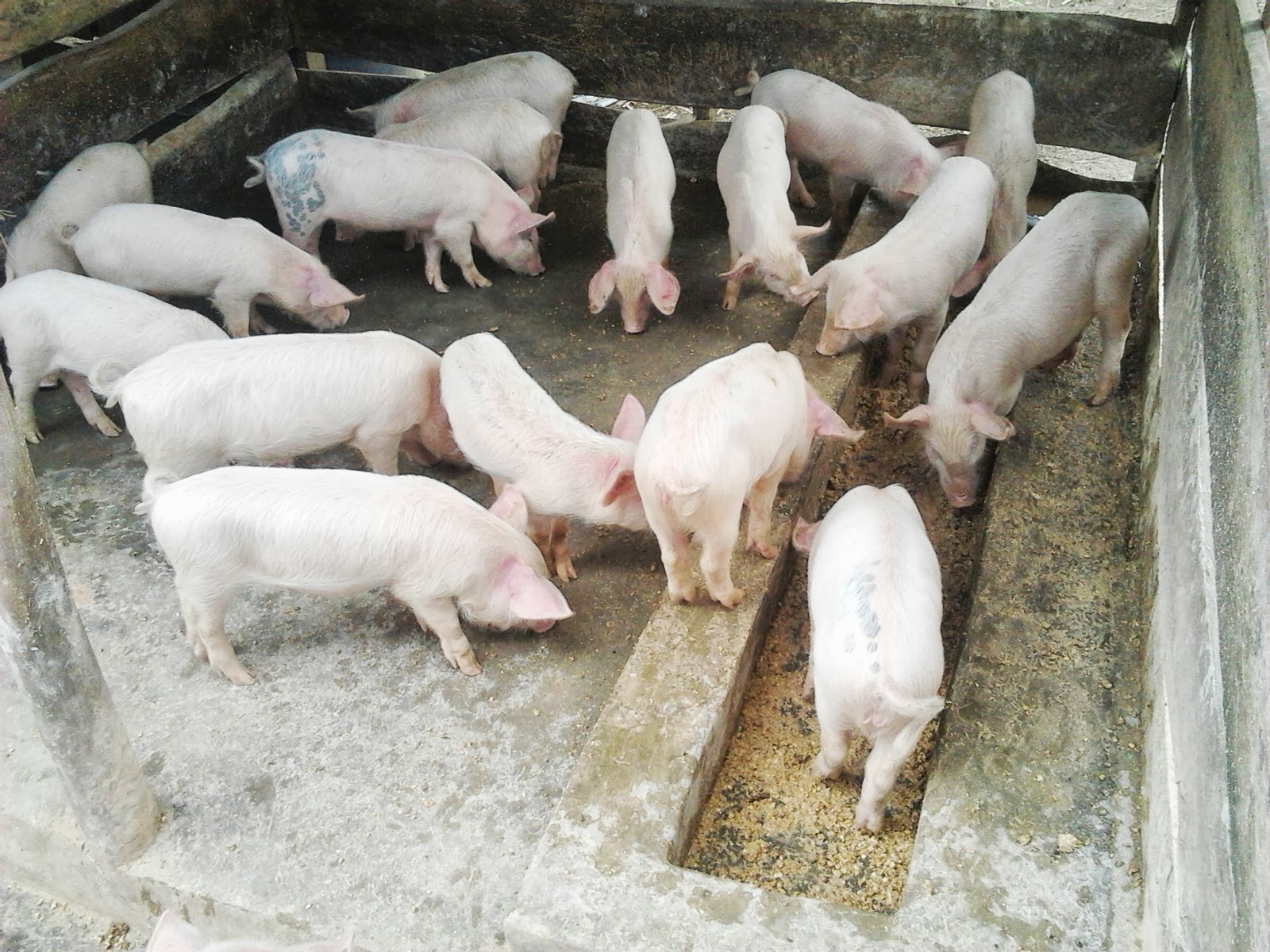2018 Pig Farming Business Plan In Nigeria PDF Feasibility Studies